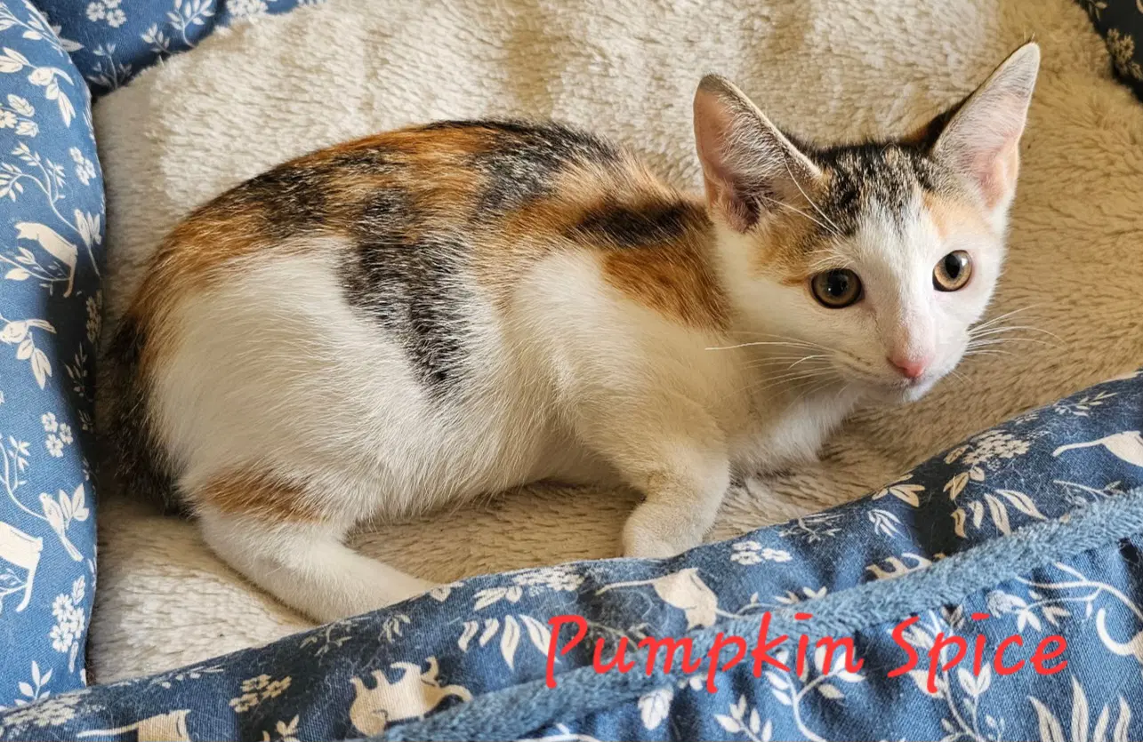 Pumpkin Spice - Domestic Short Hair