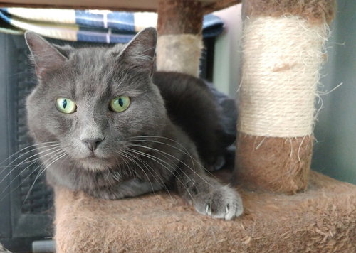 picture of the cat needing adoption