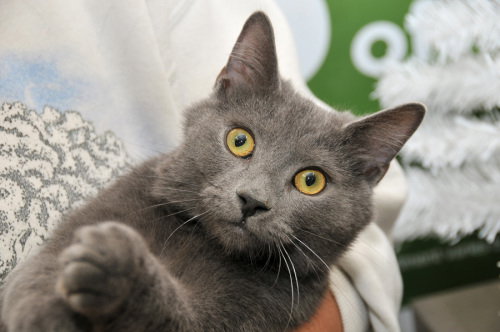 TOBY - Domestic Short Hair available for adoption