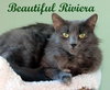 Riviera - Photo 8