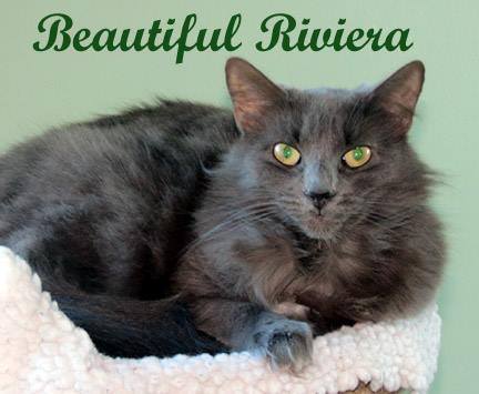 Riviera