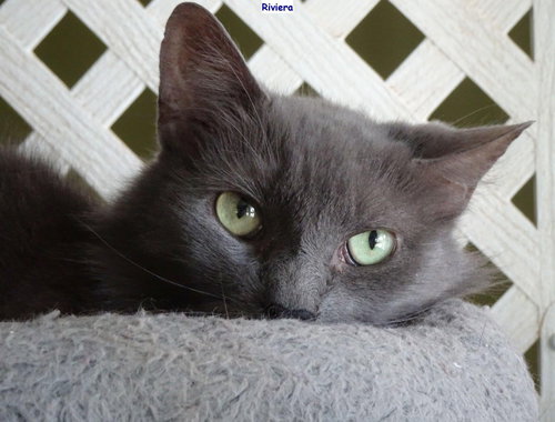 RIVIERA - Domestic Medium Hair available for adoption