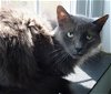 adoptable Cat in langhorne, PA named Riviera
