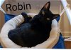 adoptable Cat in langhorne, PA named Robin