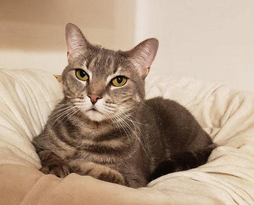 picture of the cat needing adoption