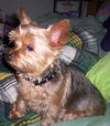 Gizmo