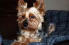 Mr. Peanut