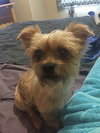 Arwen