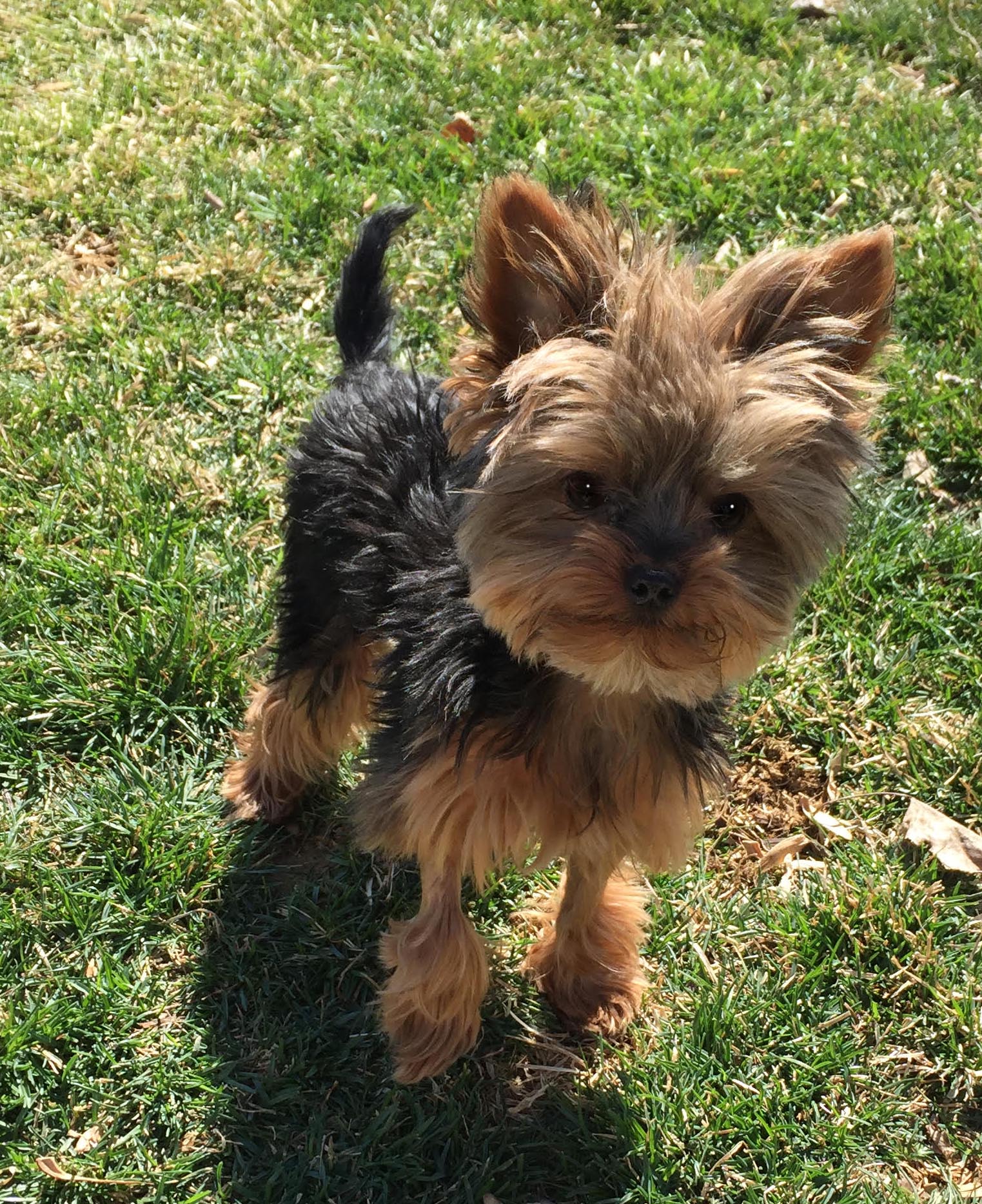 Micro teacup best sale yorkie for adoption