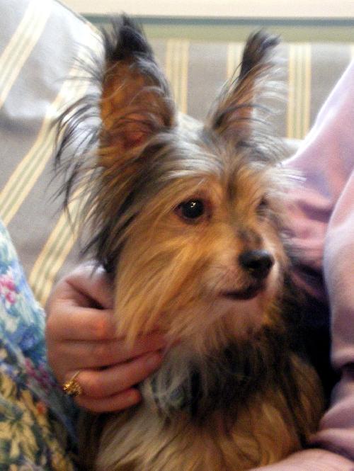 Corgi yorkie deals mix pictures