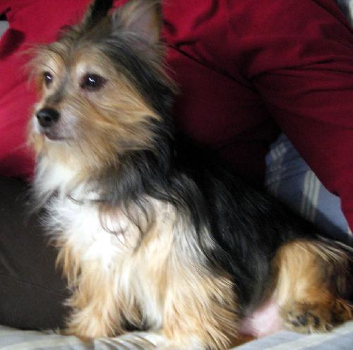 Corgi mixed hot sale with yorkie