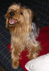 Chester