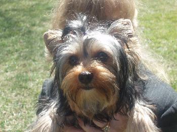 Gucci the Poochie