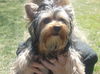 Gucci the Poochie