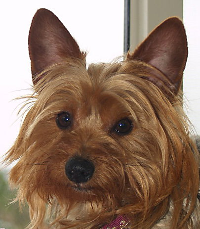 Sir Humphrey