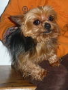 Tillie