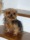 Tillie