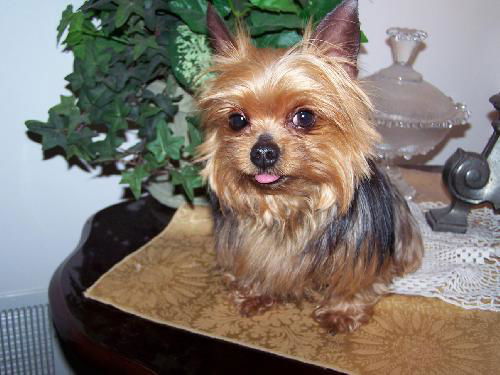 Tillie