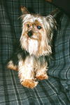 Tuffy