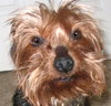Sparky