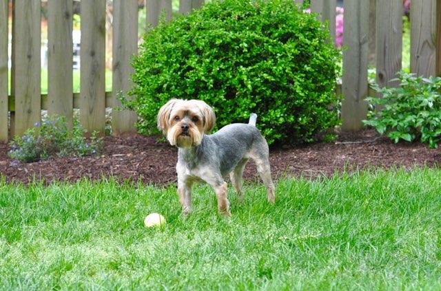 Kooper