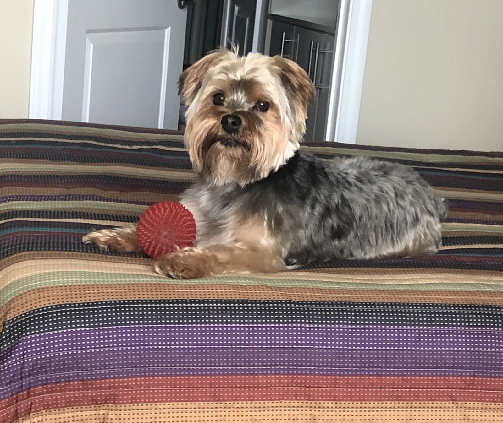 Kooper