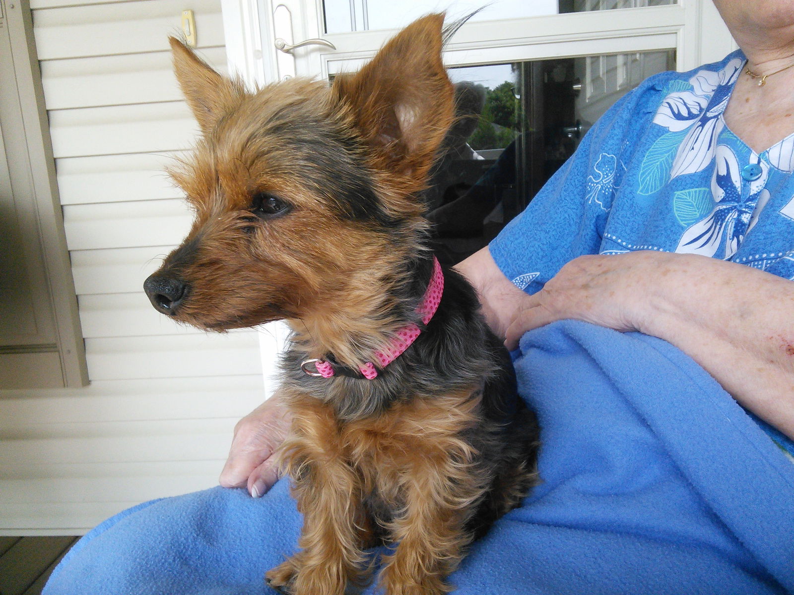 Wire haired shop yorkie