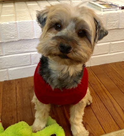adoptable Dog in Macungie, PA named Pinot Grigio