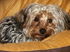 Riley