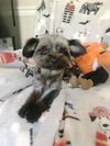 Fred