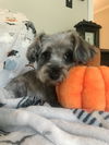 Peachie