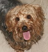 Rufus