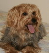 Rufus