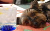 Peanut