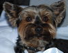 Peanut