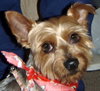Archie