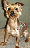 Archie