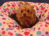 Annie