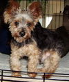 Charlee