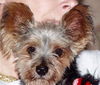 Charlee