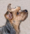 Charlie