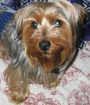 Cheech