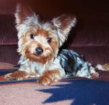 Chewy