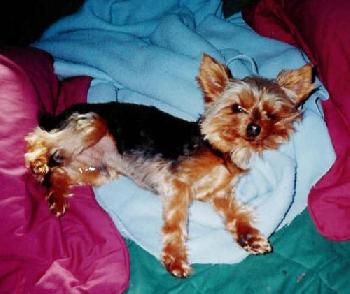 Gussie