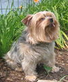 Lili