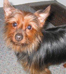 Little Jack