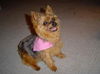 Little Katie