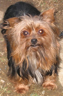 Lola