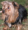 Lola