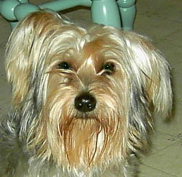Petey